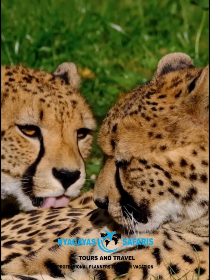 @Nyagayas Safaris 🤝