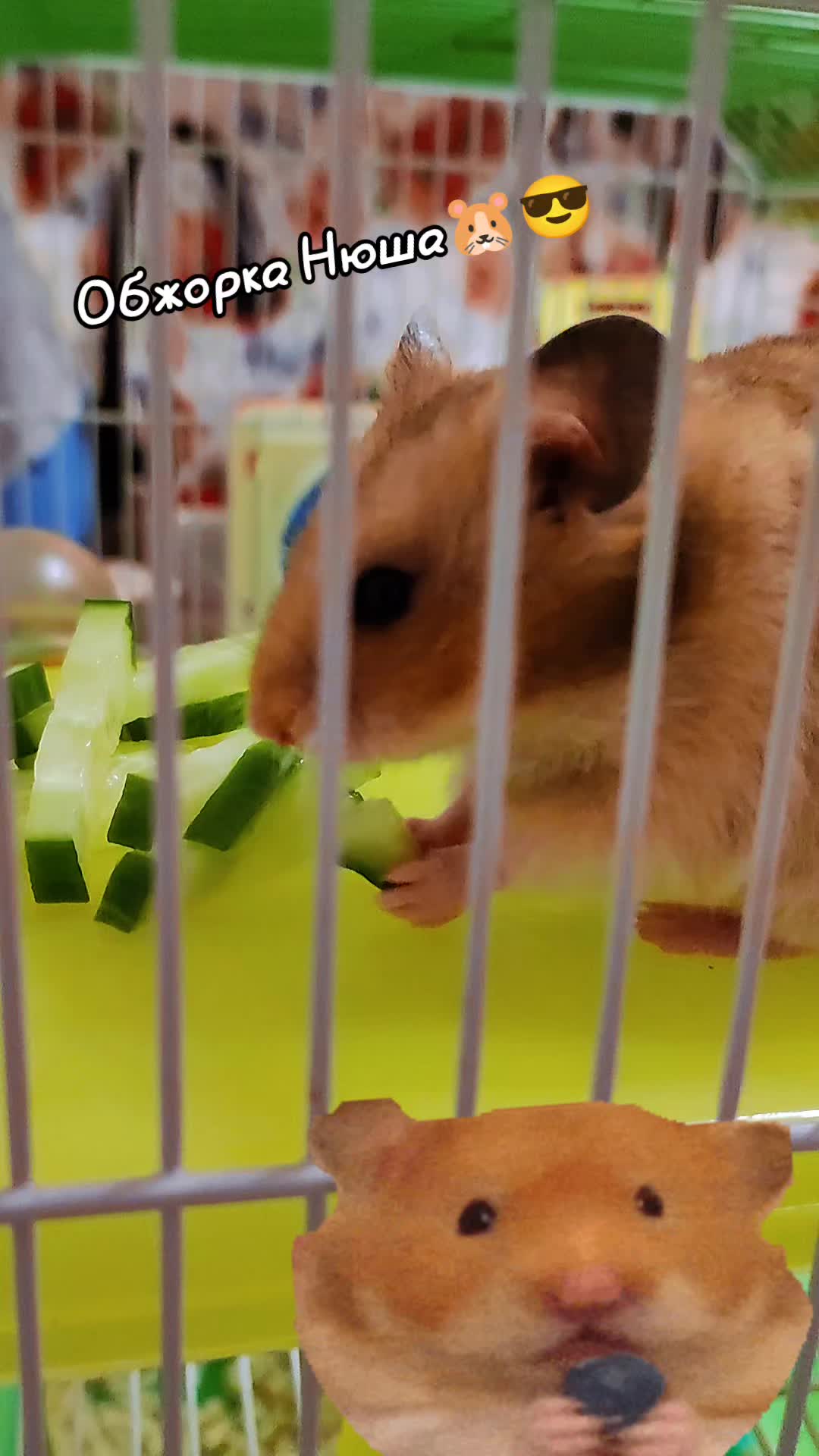 @ⓢⓤⓝⓢⓗⓘⓝⓔ