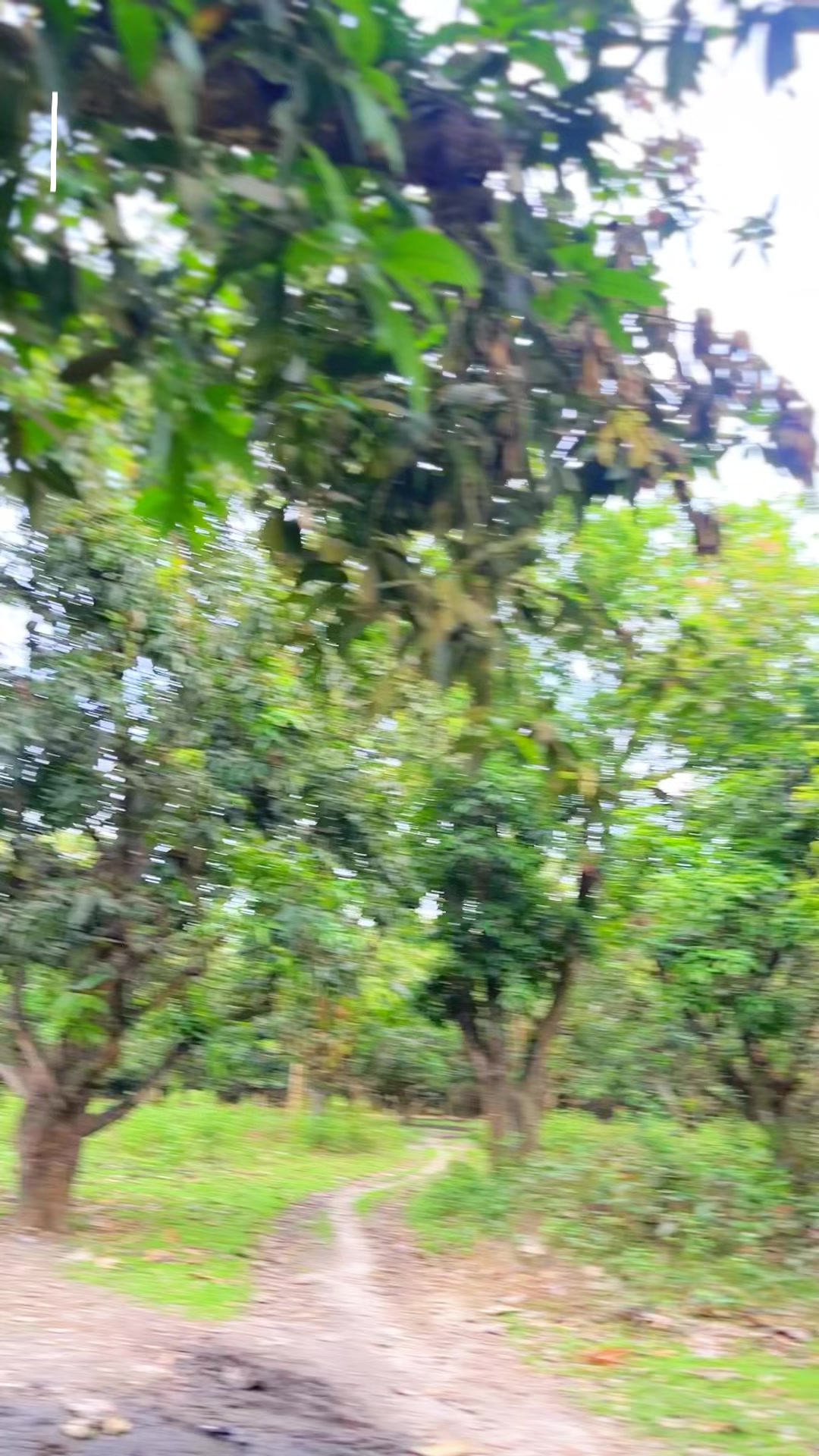 @🤟आयो  दोलखाली ब्राण्ड🤟