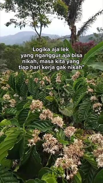 @PetaniMuda