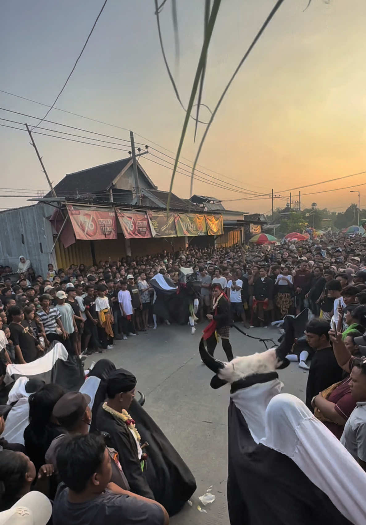 @Putro Taruno Jati Melati