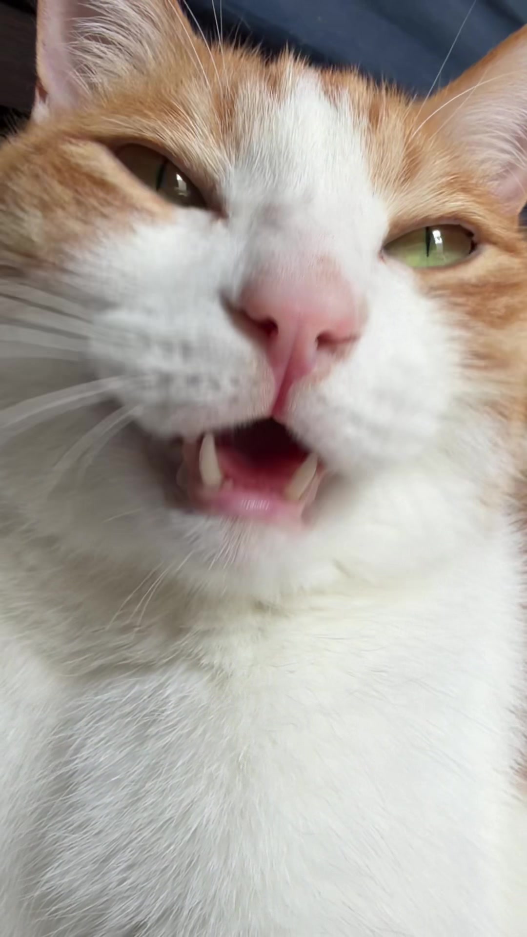 @猫のはっさく
