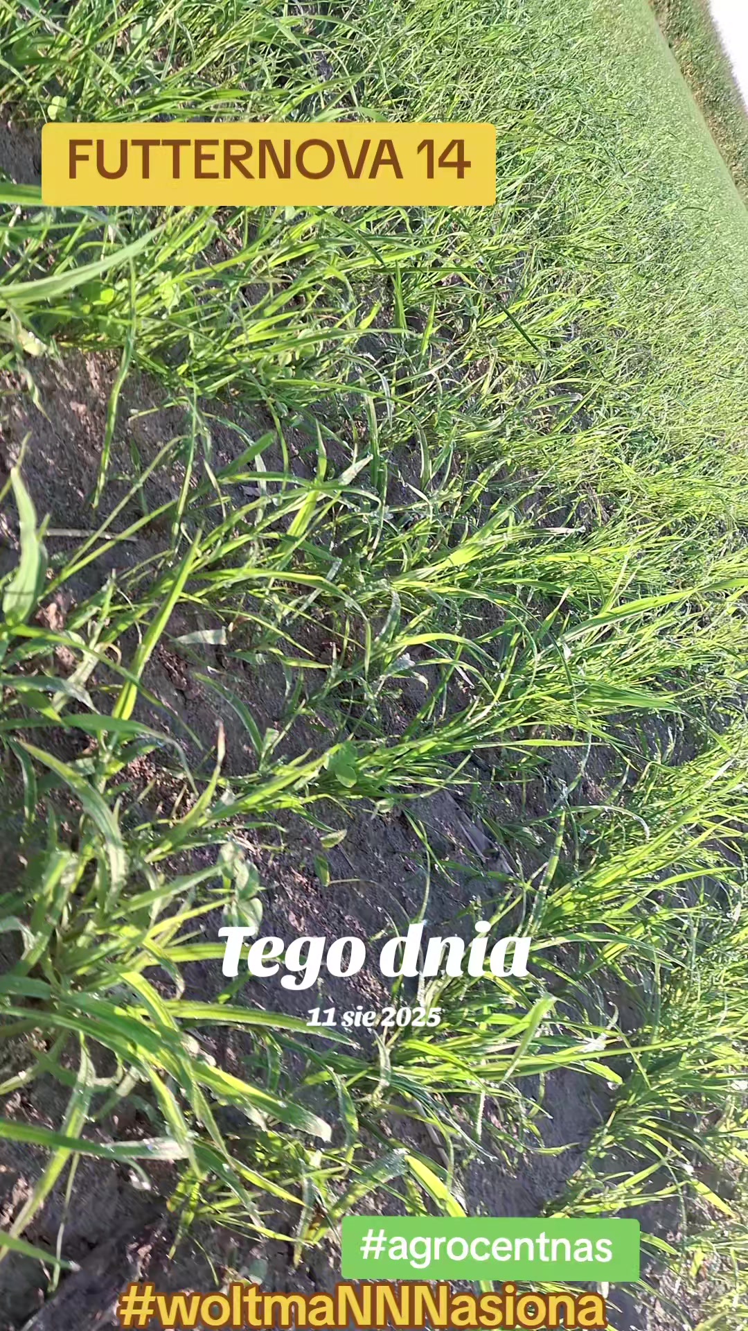 @WOLTMANNNASIONA