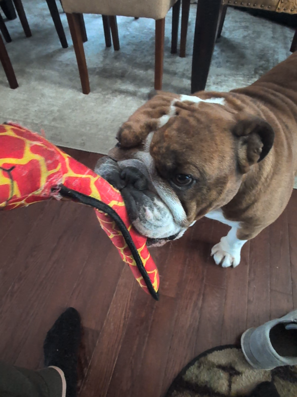 @Vinny The Bulldog