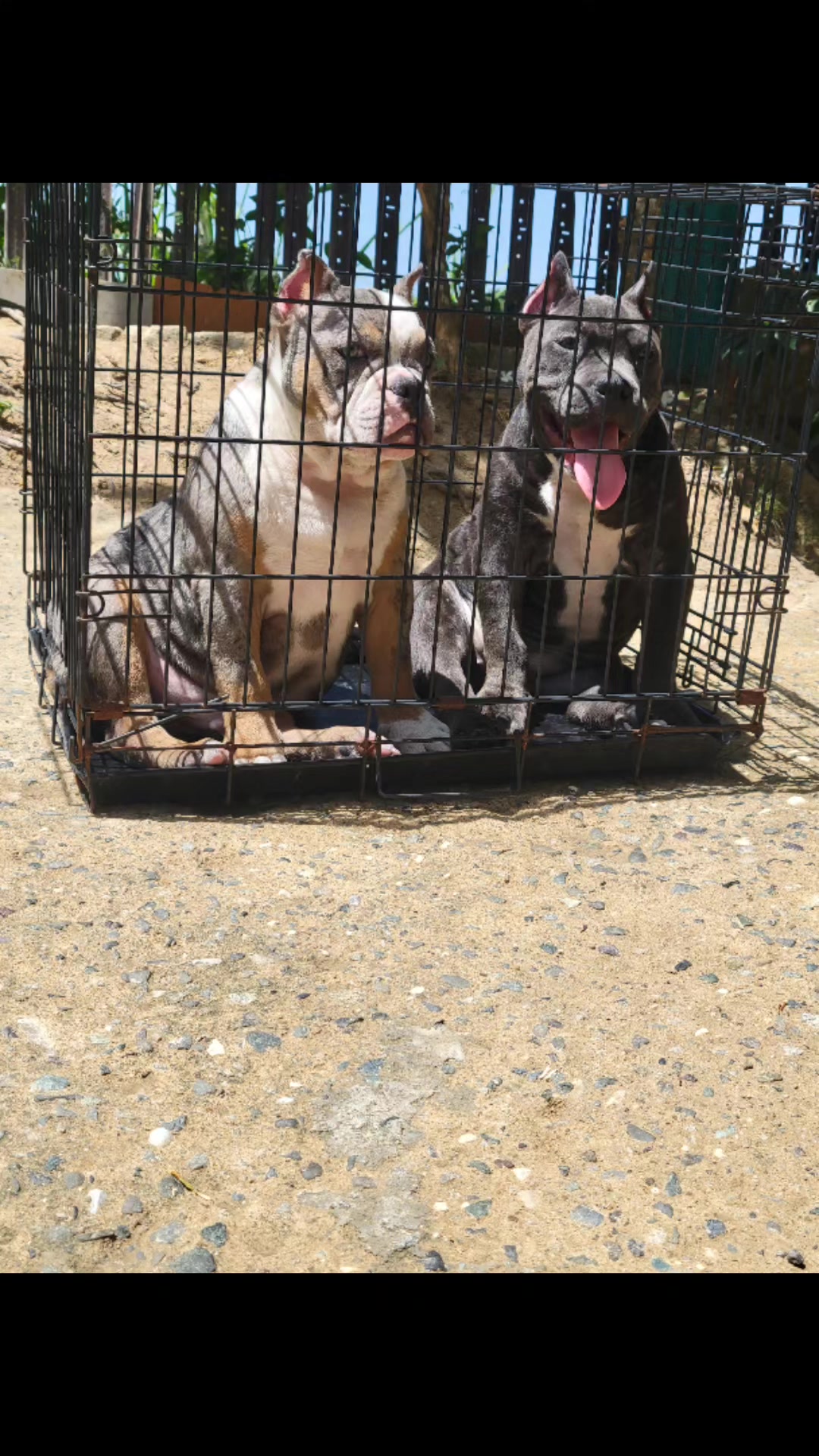 @machinesquad kennel