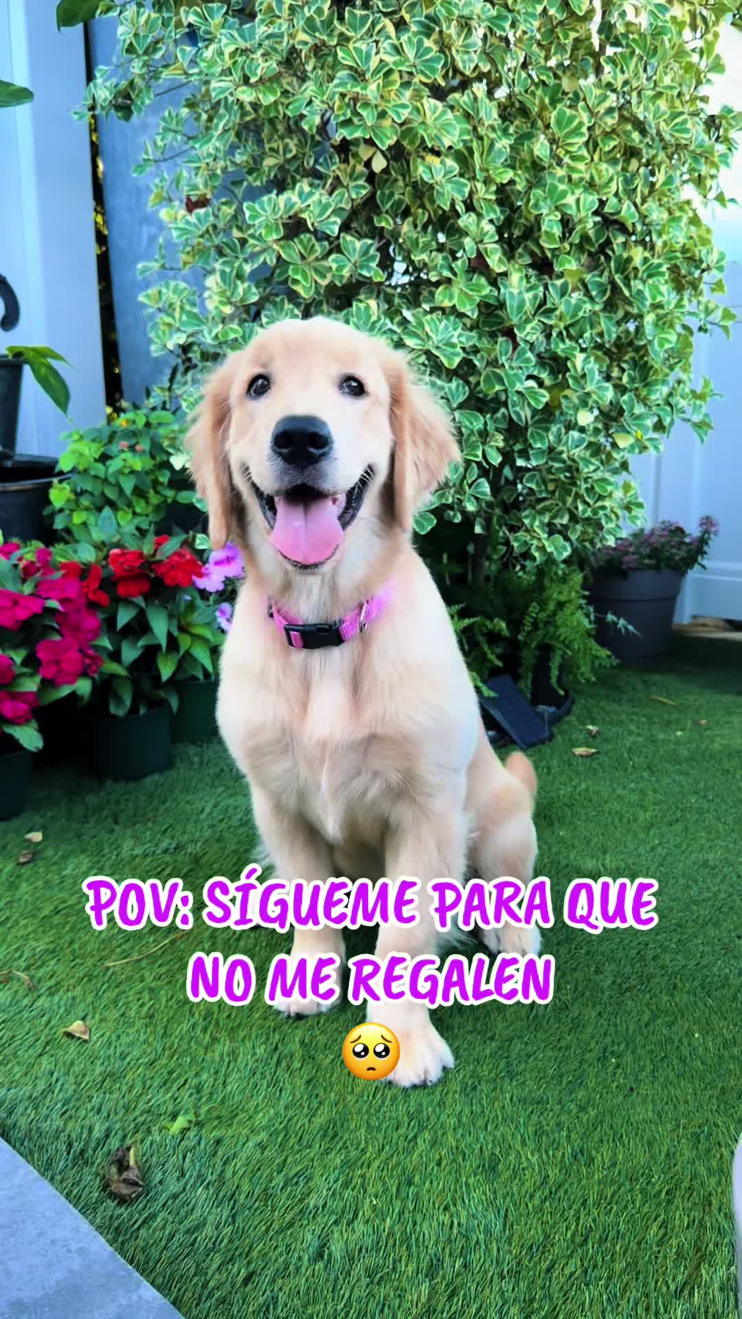@thepawsisterspr