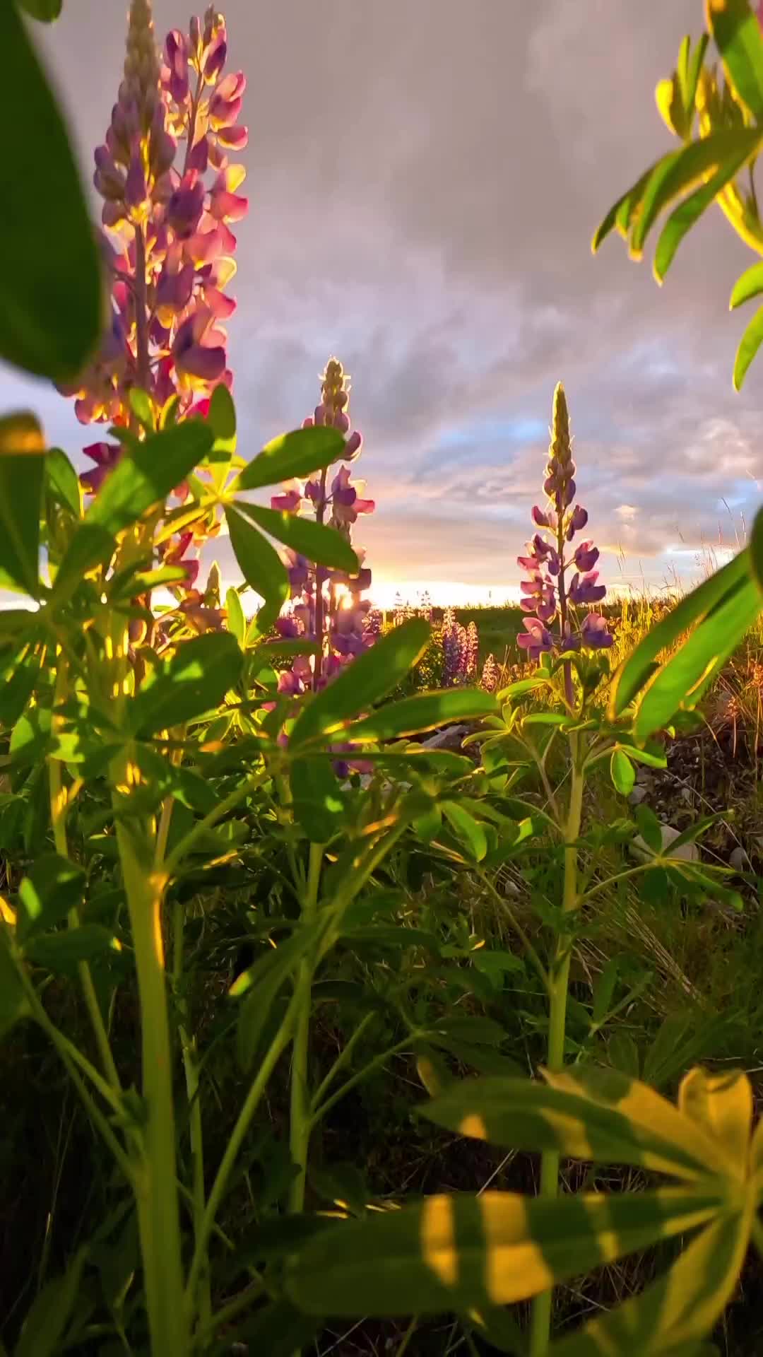 @Nature+Lofi