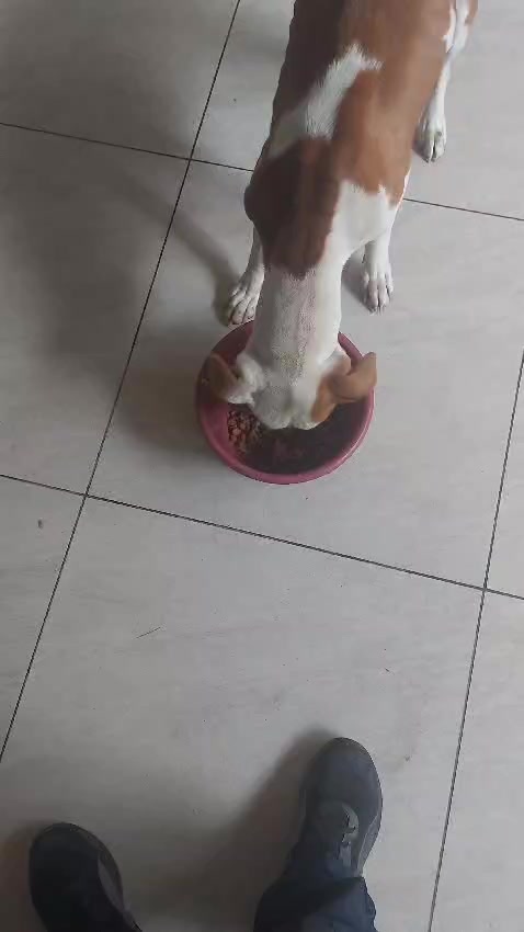 @Veterinaria Dr. C.A.M. Vet 🐩