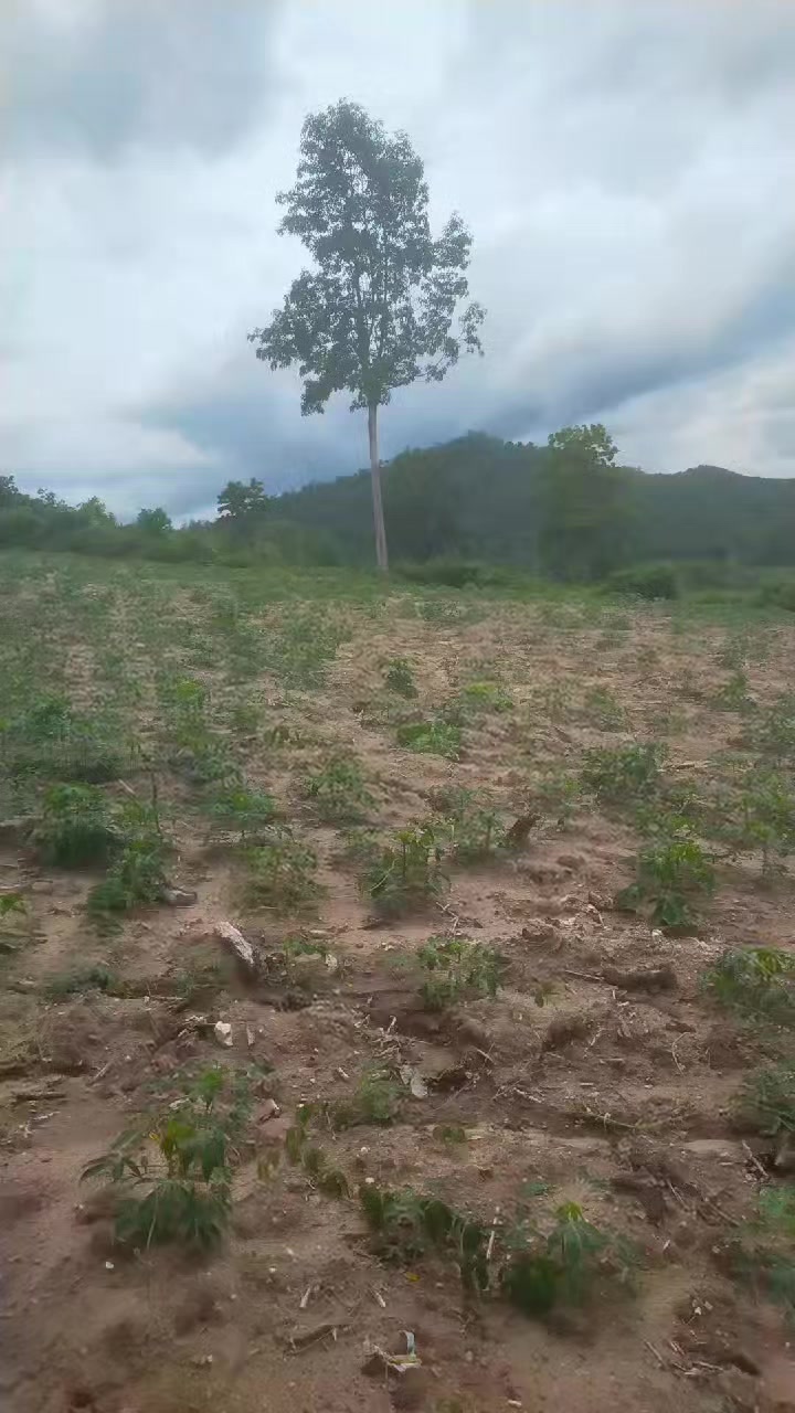 @@Ama &yacute;