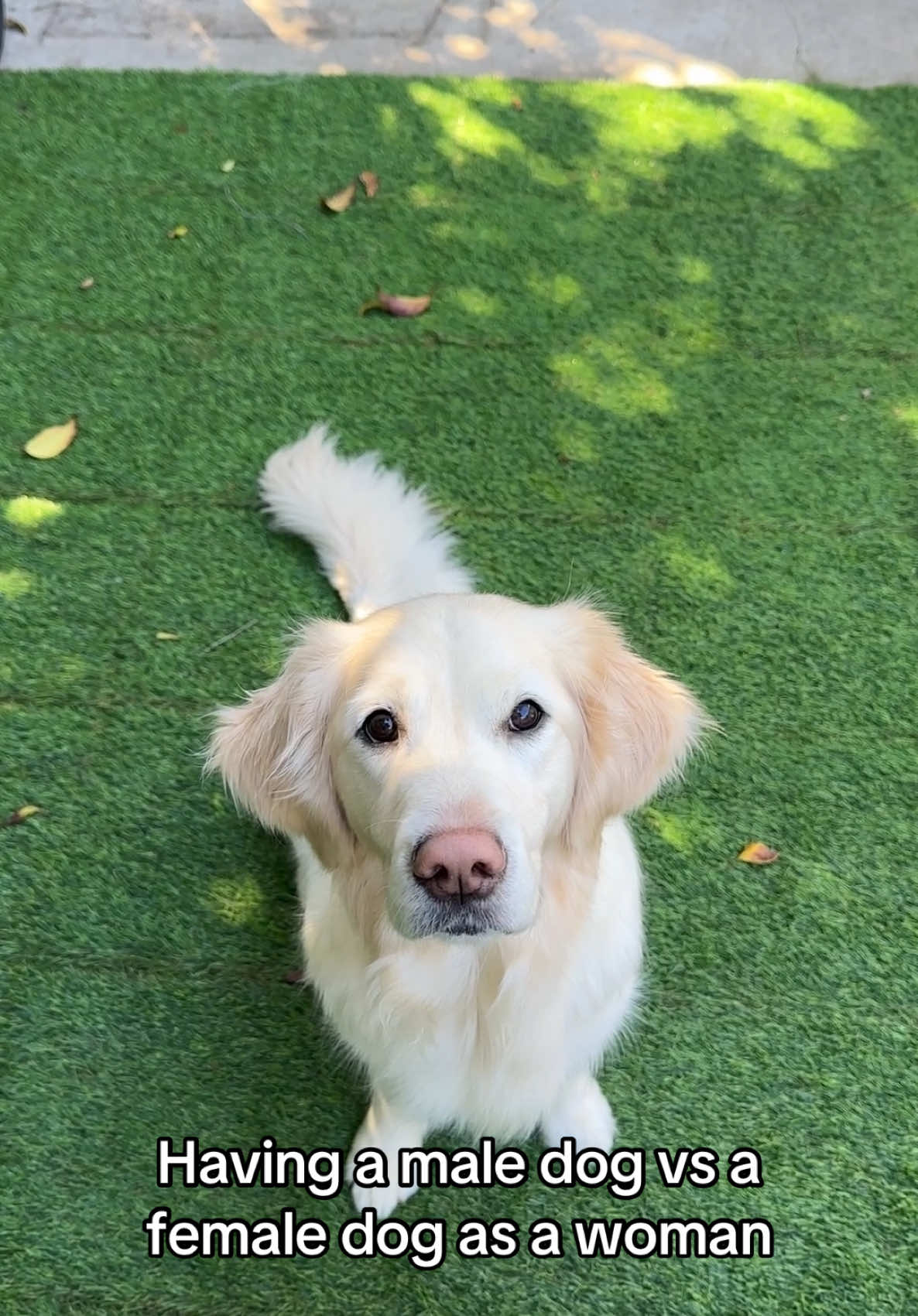 @goldenretrieevee