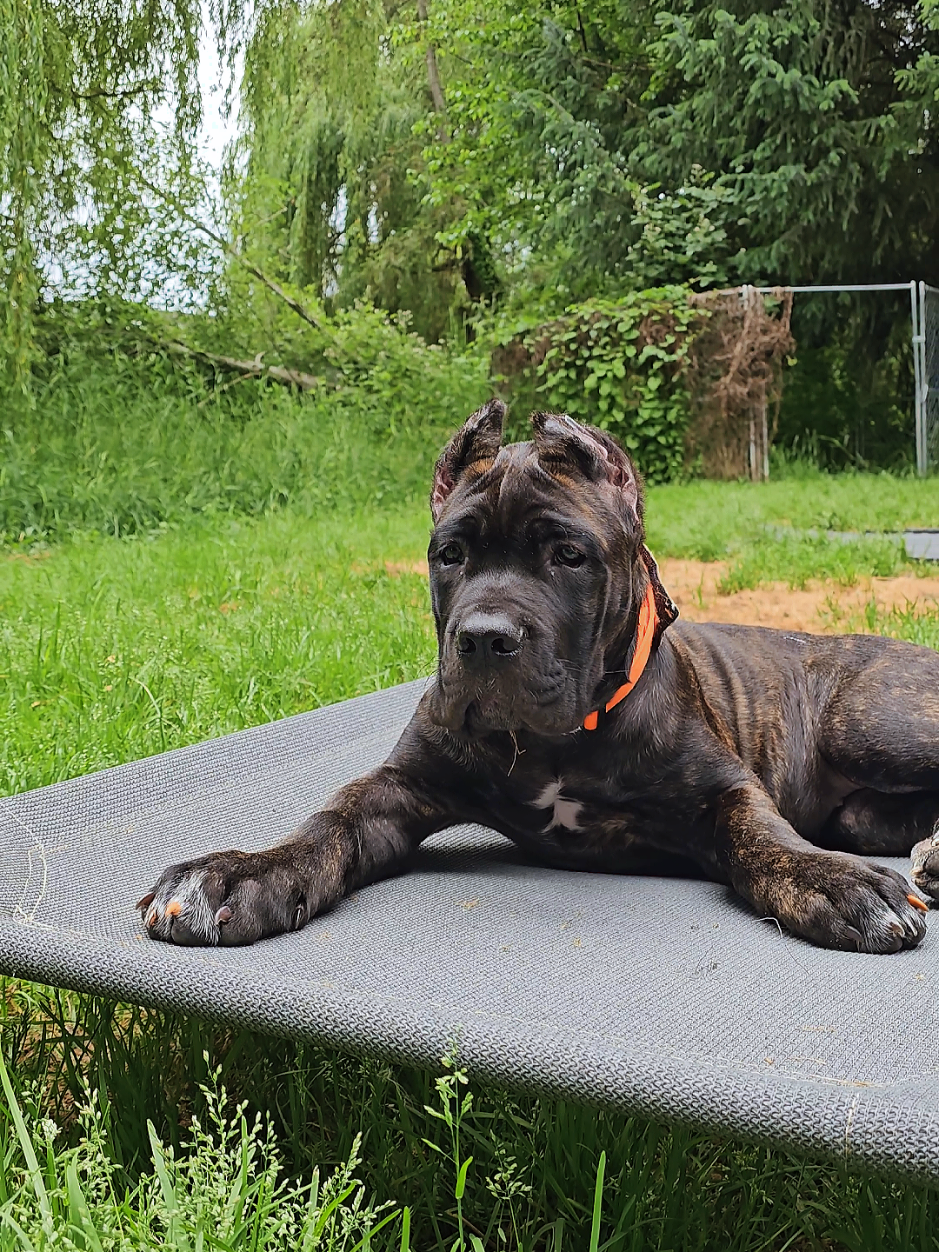@SalmonCreekCaneCorso