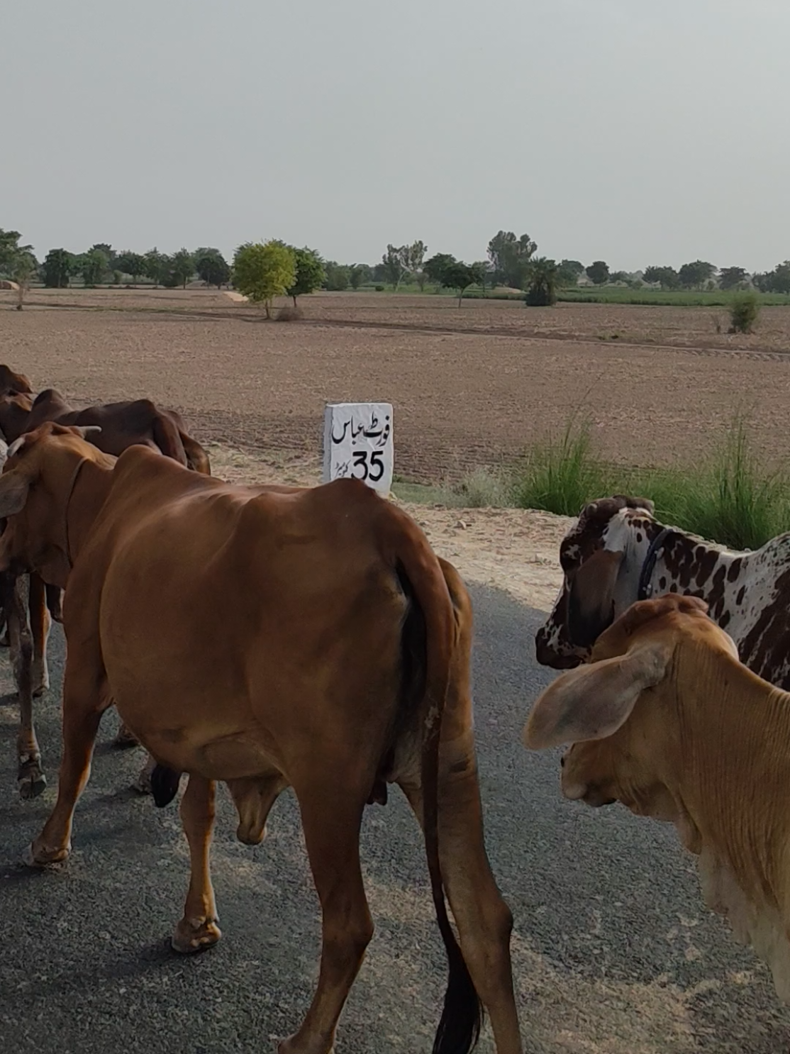 @Waqas Rohi wala