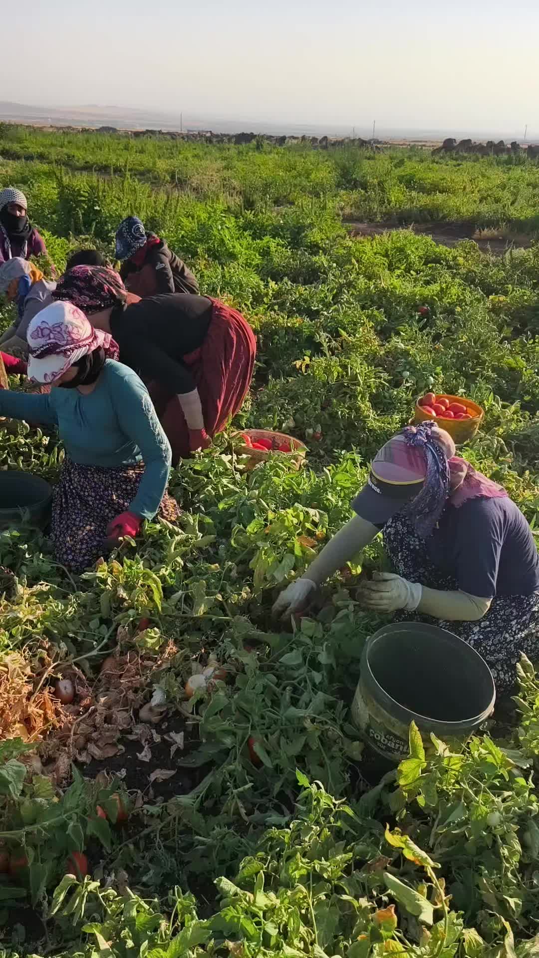 @🌹&ccedil;i&ccedil;eka &ccedil;olı 🌹