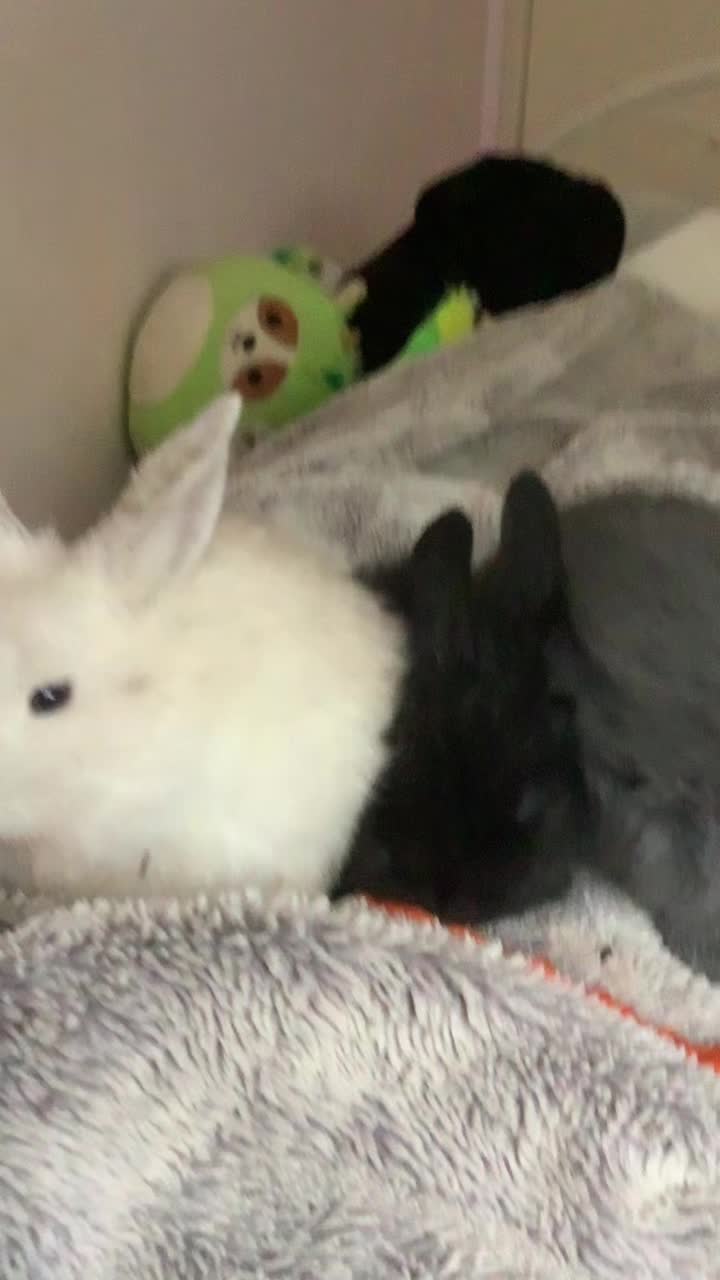 @Bunnie