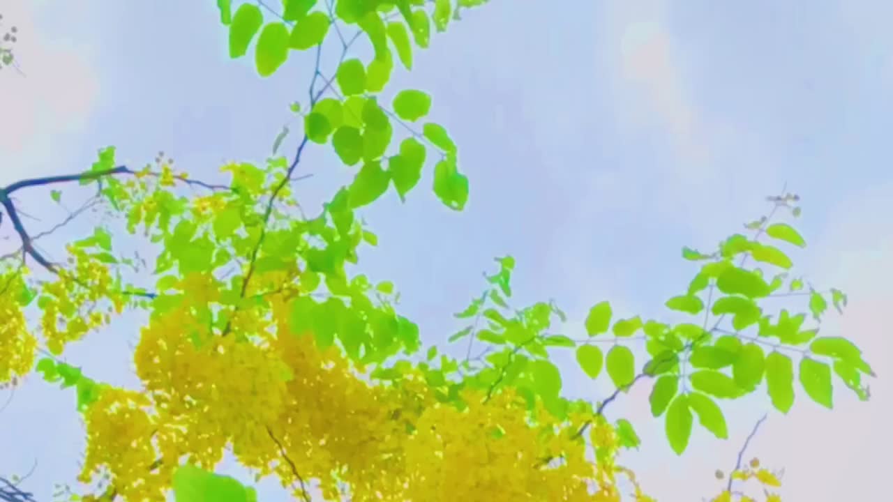 @Nhannnf