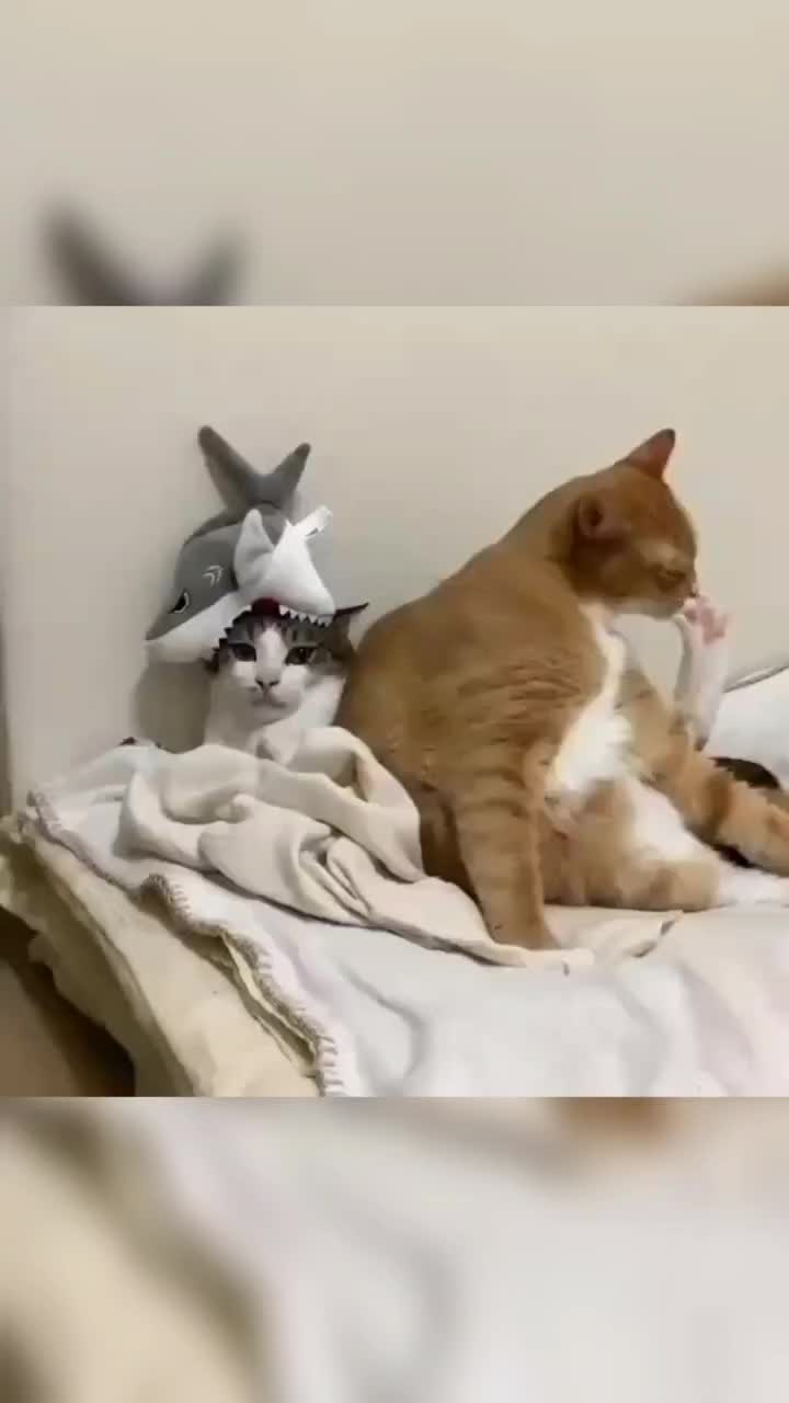 @leonupetpet