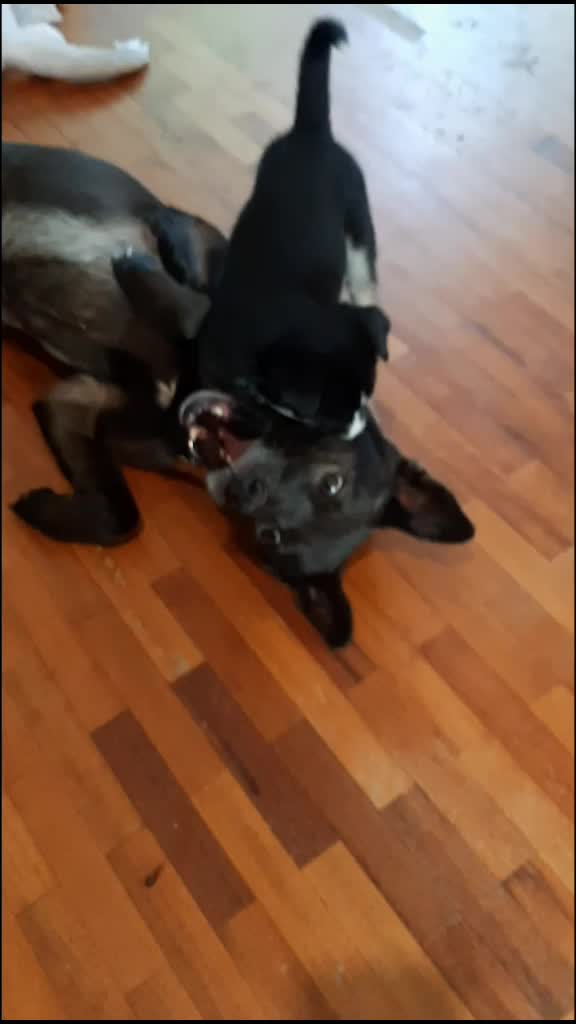 @Nala_and_Raya