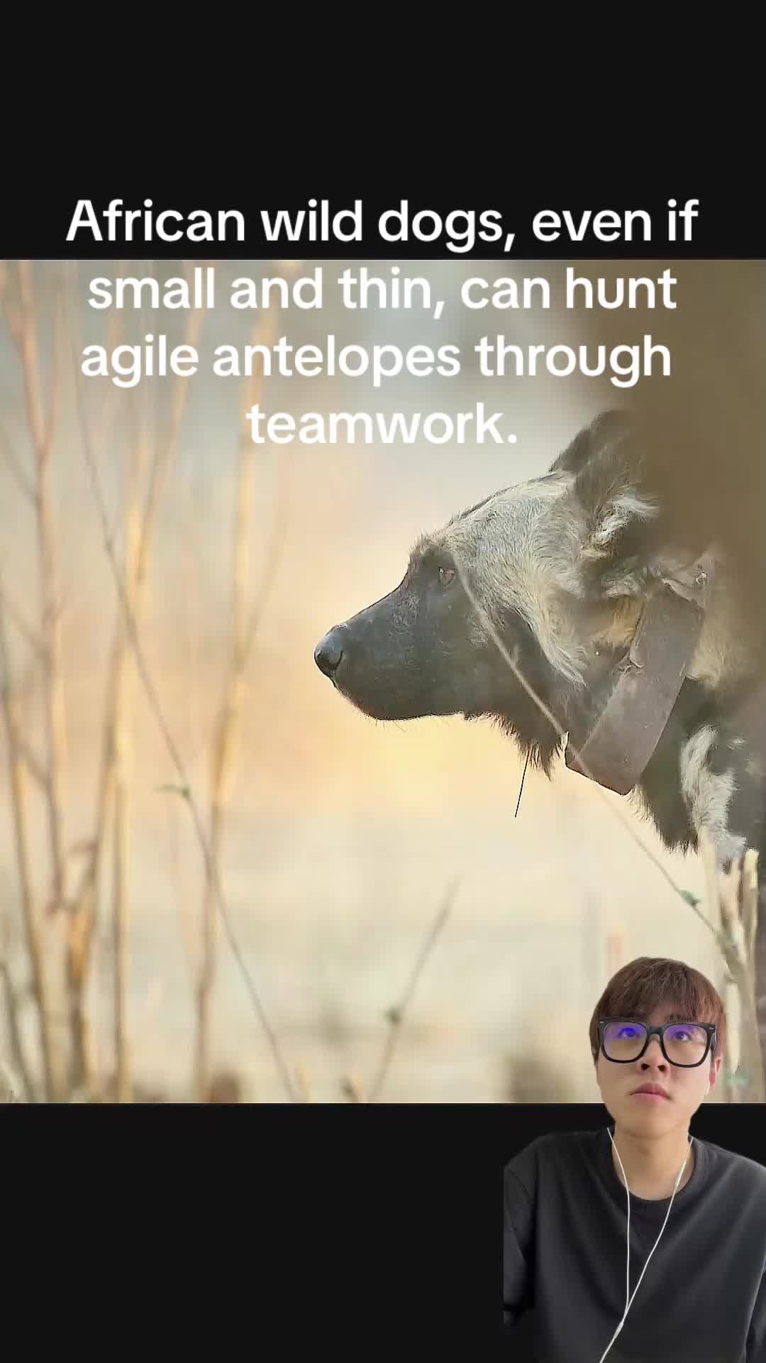 @aboutanimals