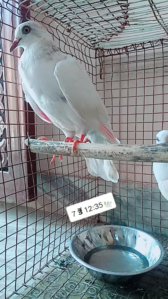 @user62700360440