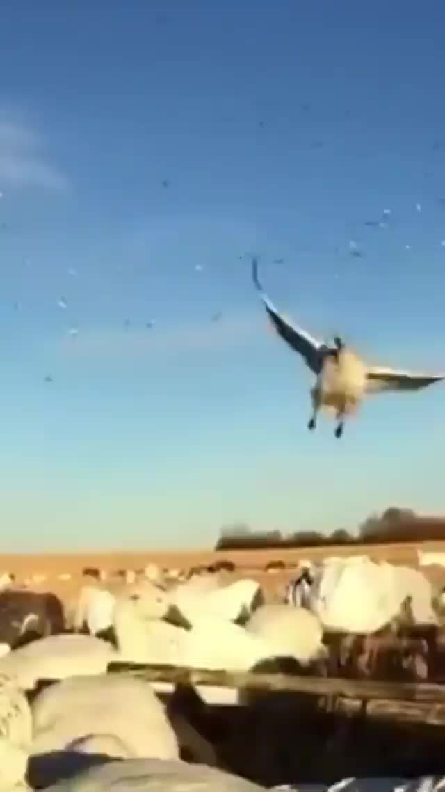@No Fly Zone