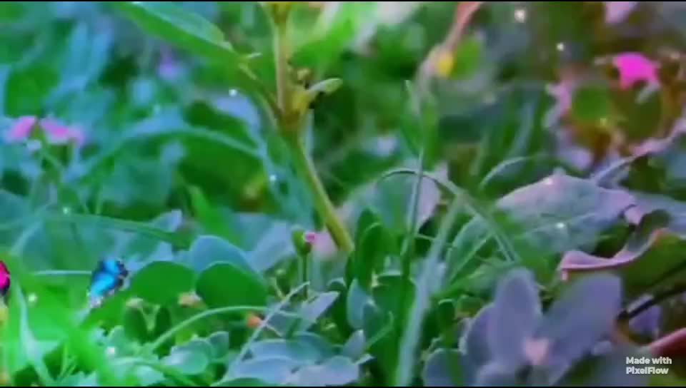 @smile_ queen _dipa😍