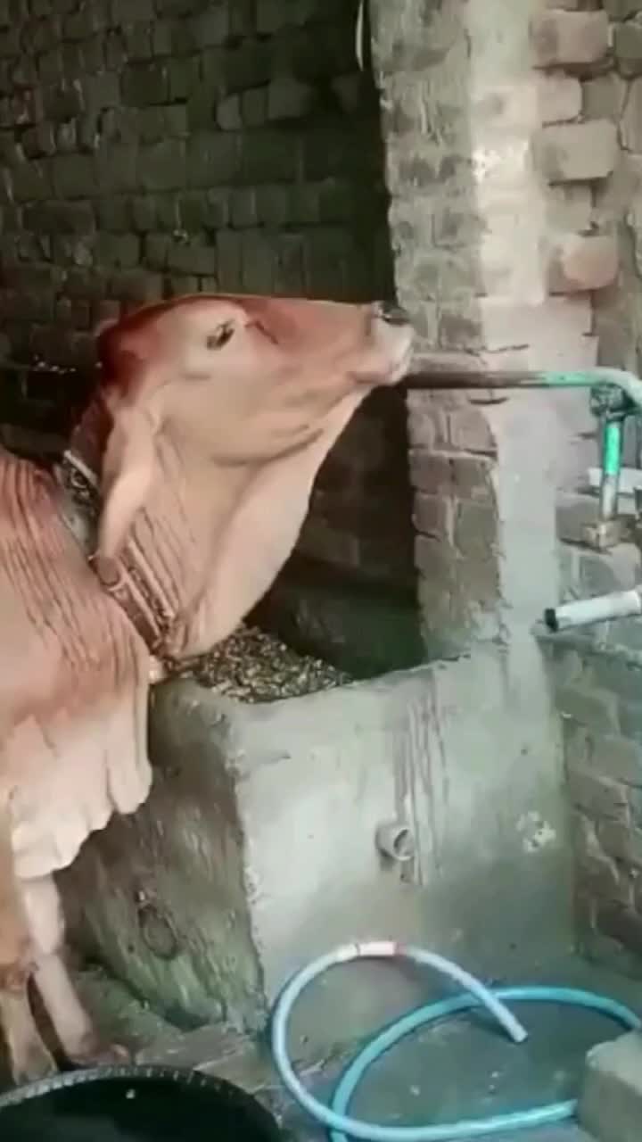 @bishuvmn1cp