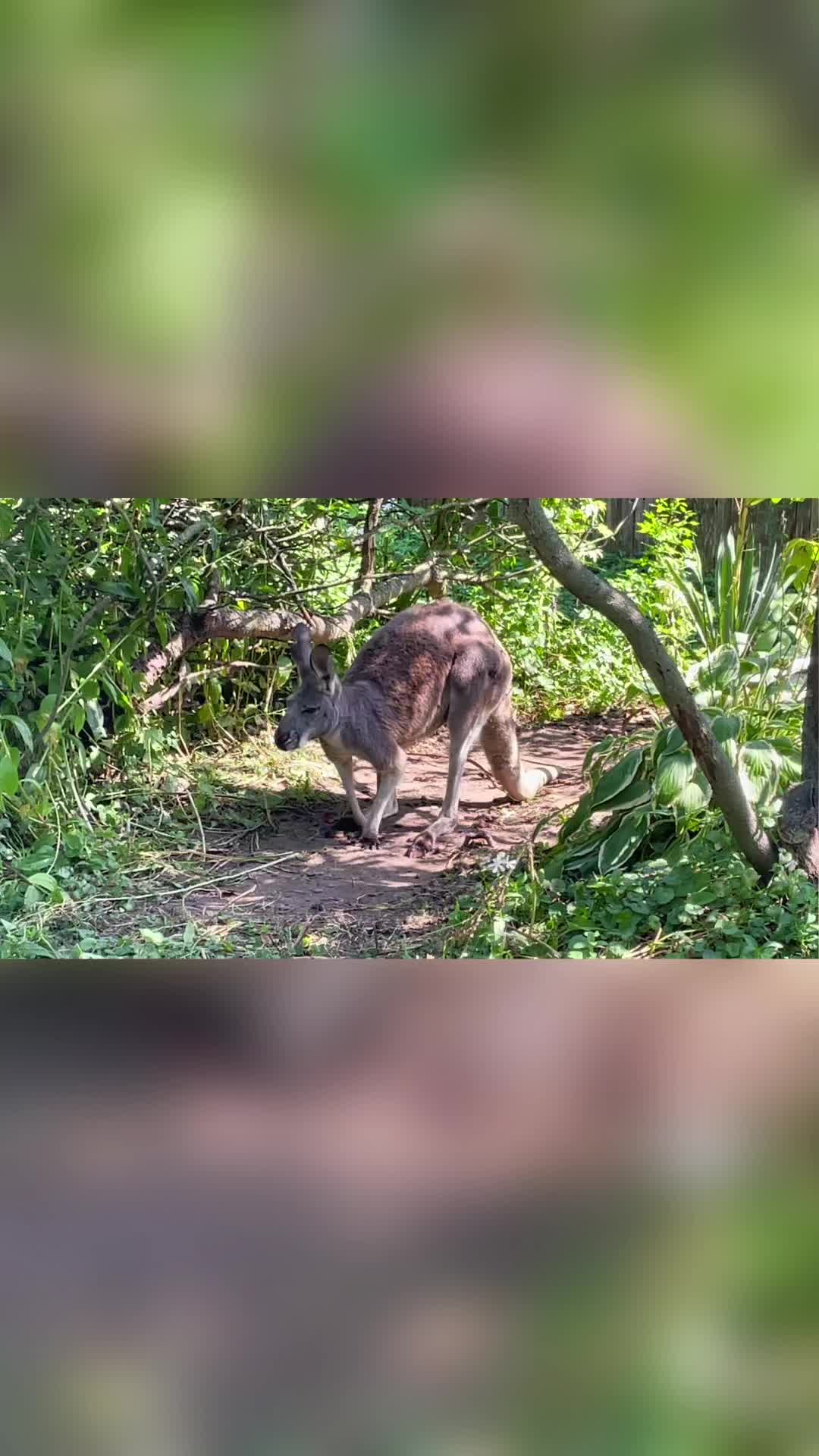 @ZookeeperTanner