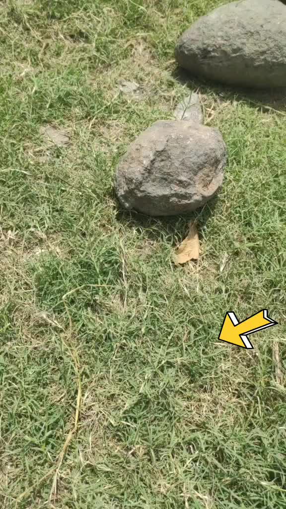 @ಹಳ್ಳಿ ಹುಡುಗ ಗೂಳಿ