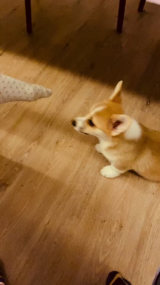@jasminkathecorgi