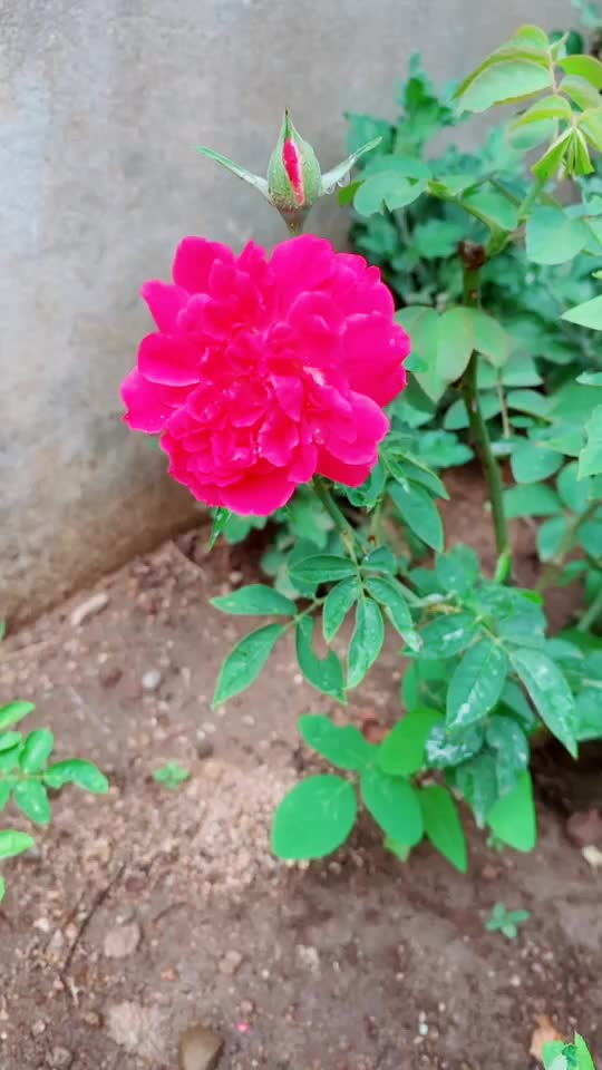 @sissy.gannu