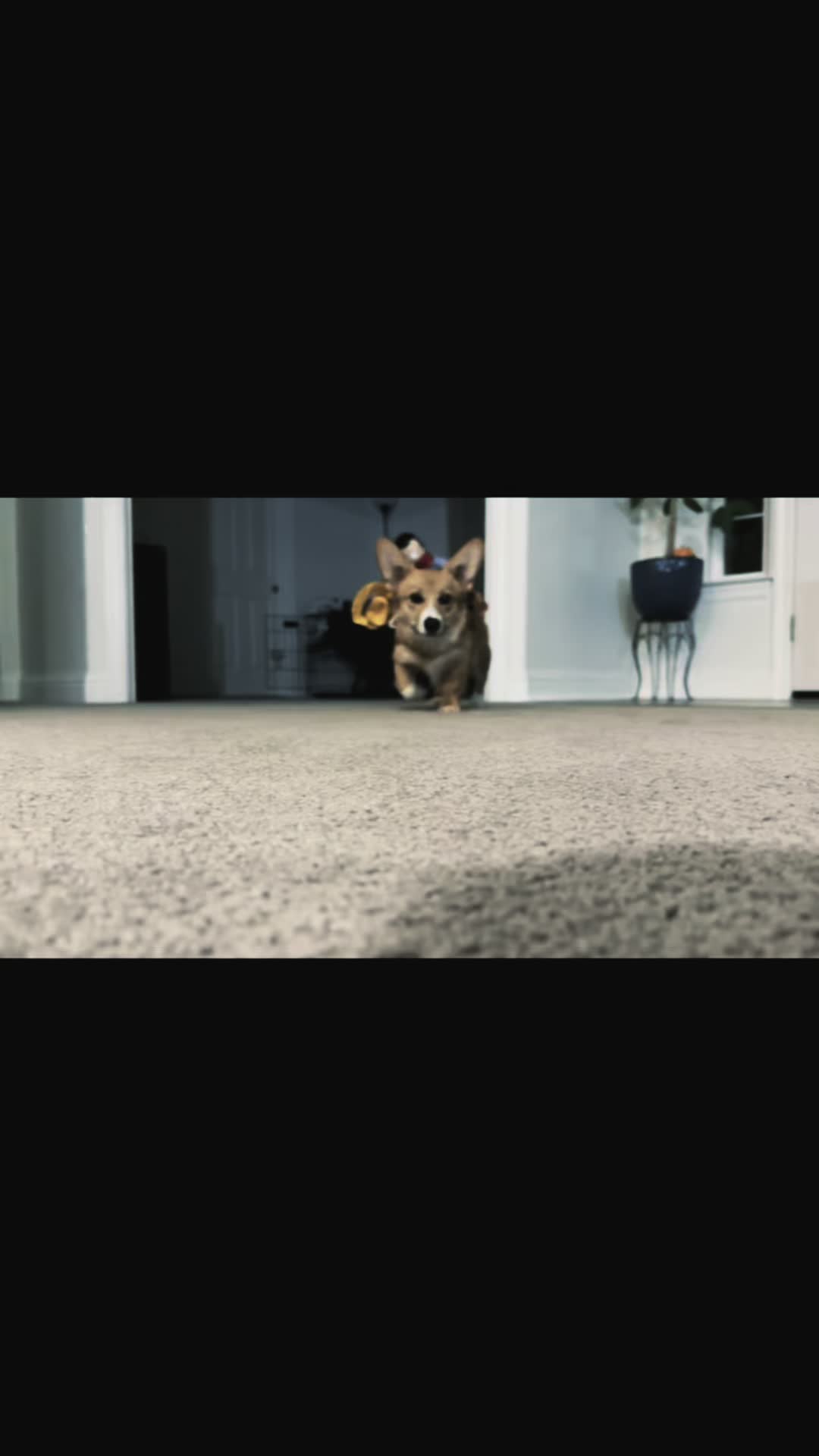 @CorgiMonty