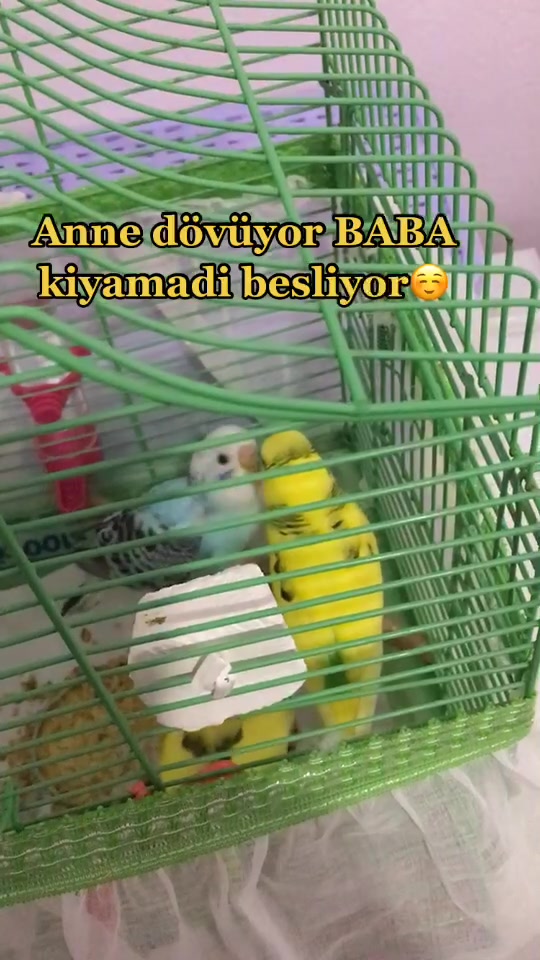 @Egitimcim