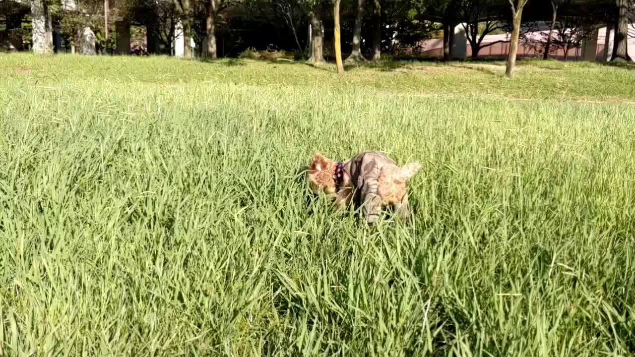 @たこ志