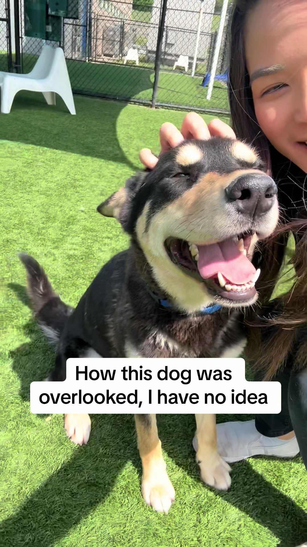 @whitneysdogs