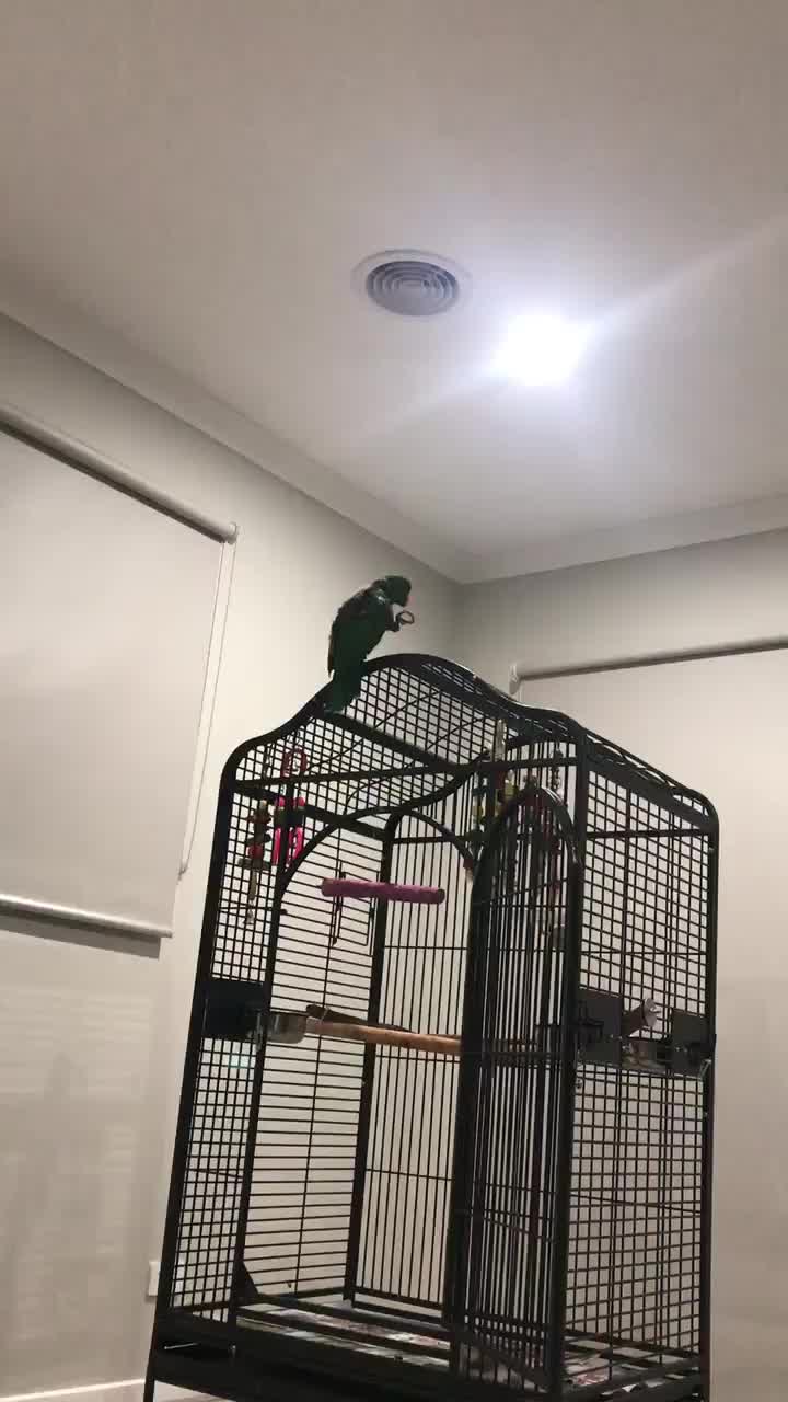 @Funnyparrotboys