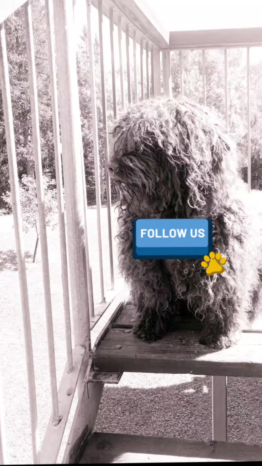@🐾✨️mhdogs✨️🐾🇸🇪