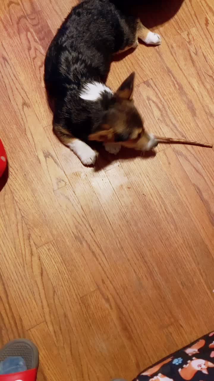@Xena Warrior Corgi