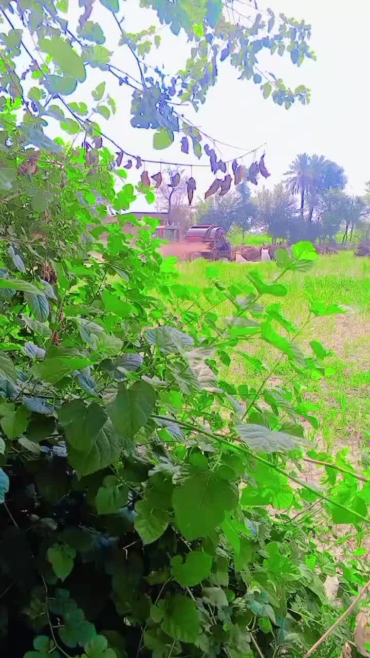 @user65771843102