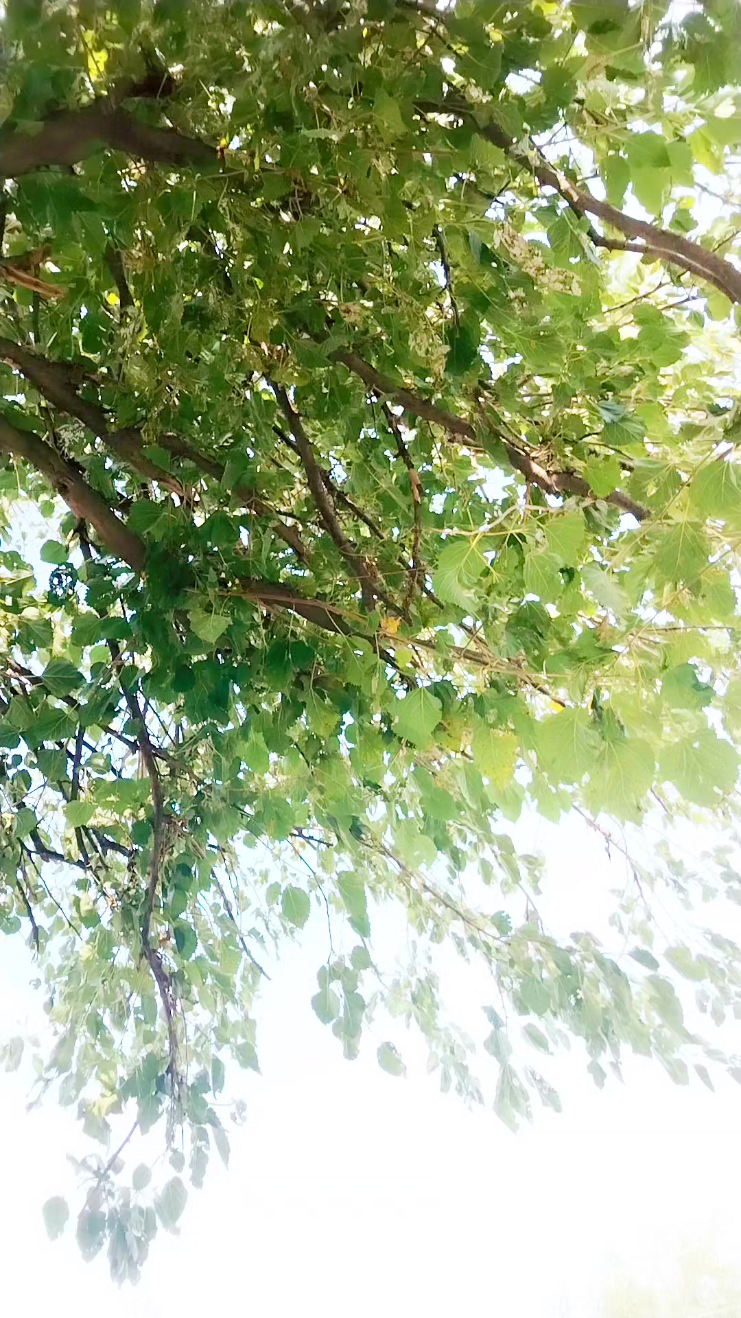 @Anar_57