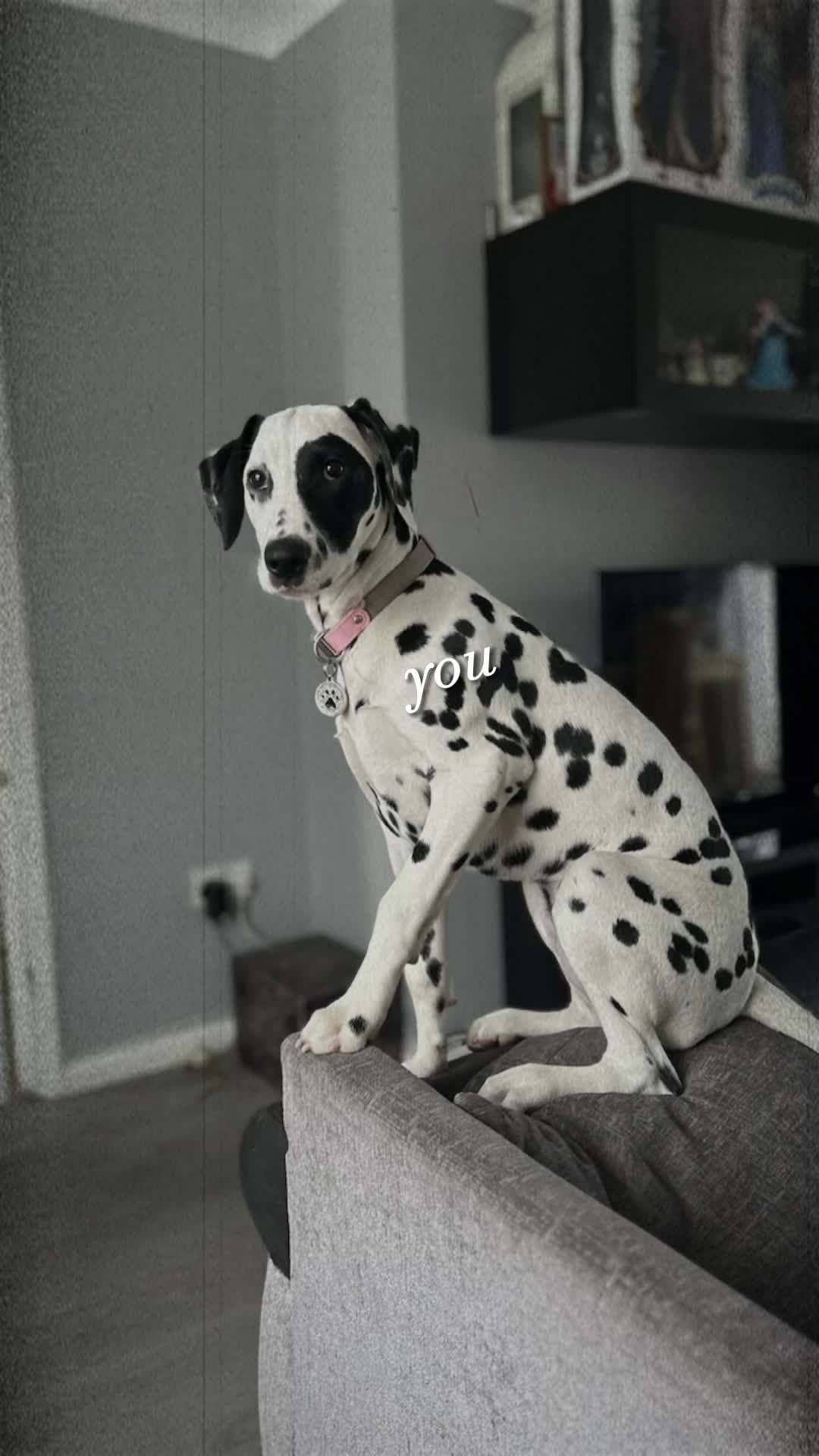 @Winter Dalmatian