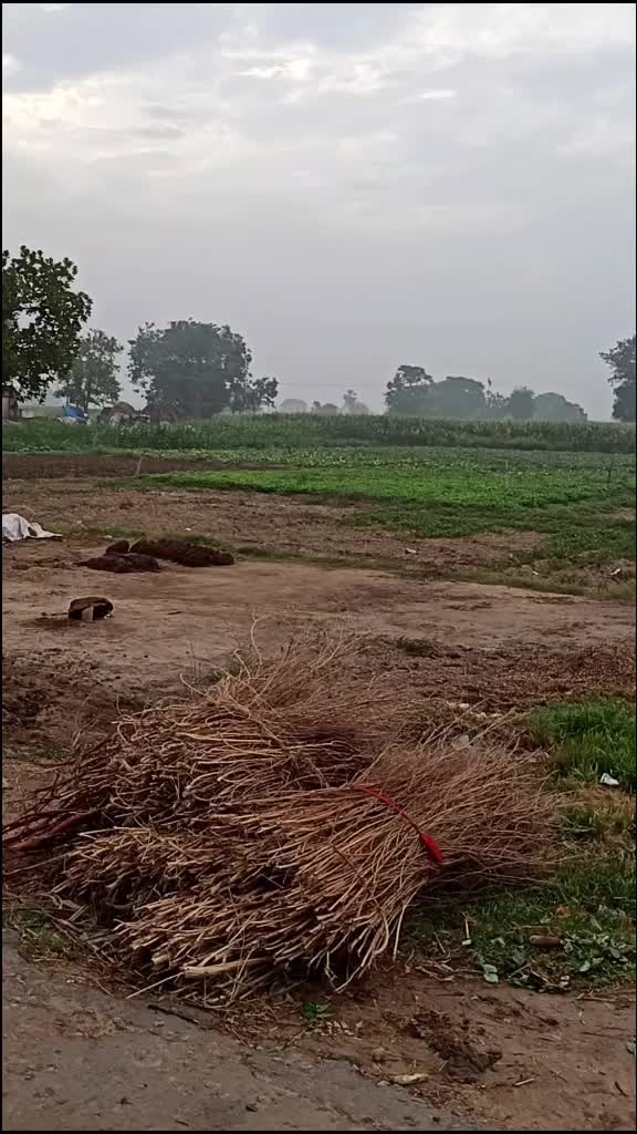 @alok68275