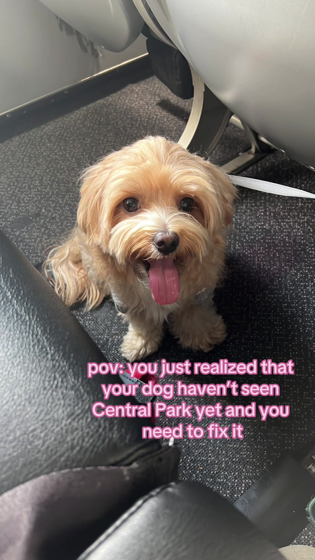 @Louis the Maltipoo