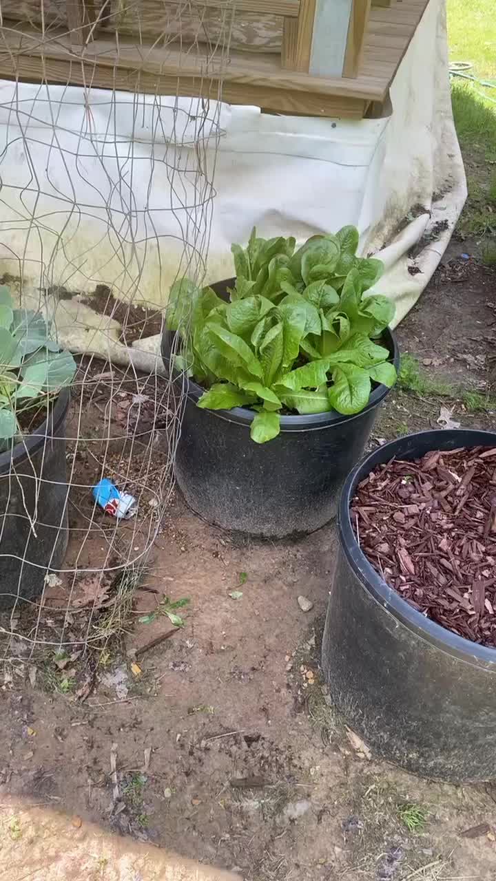 @GrowWithReko