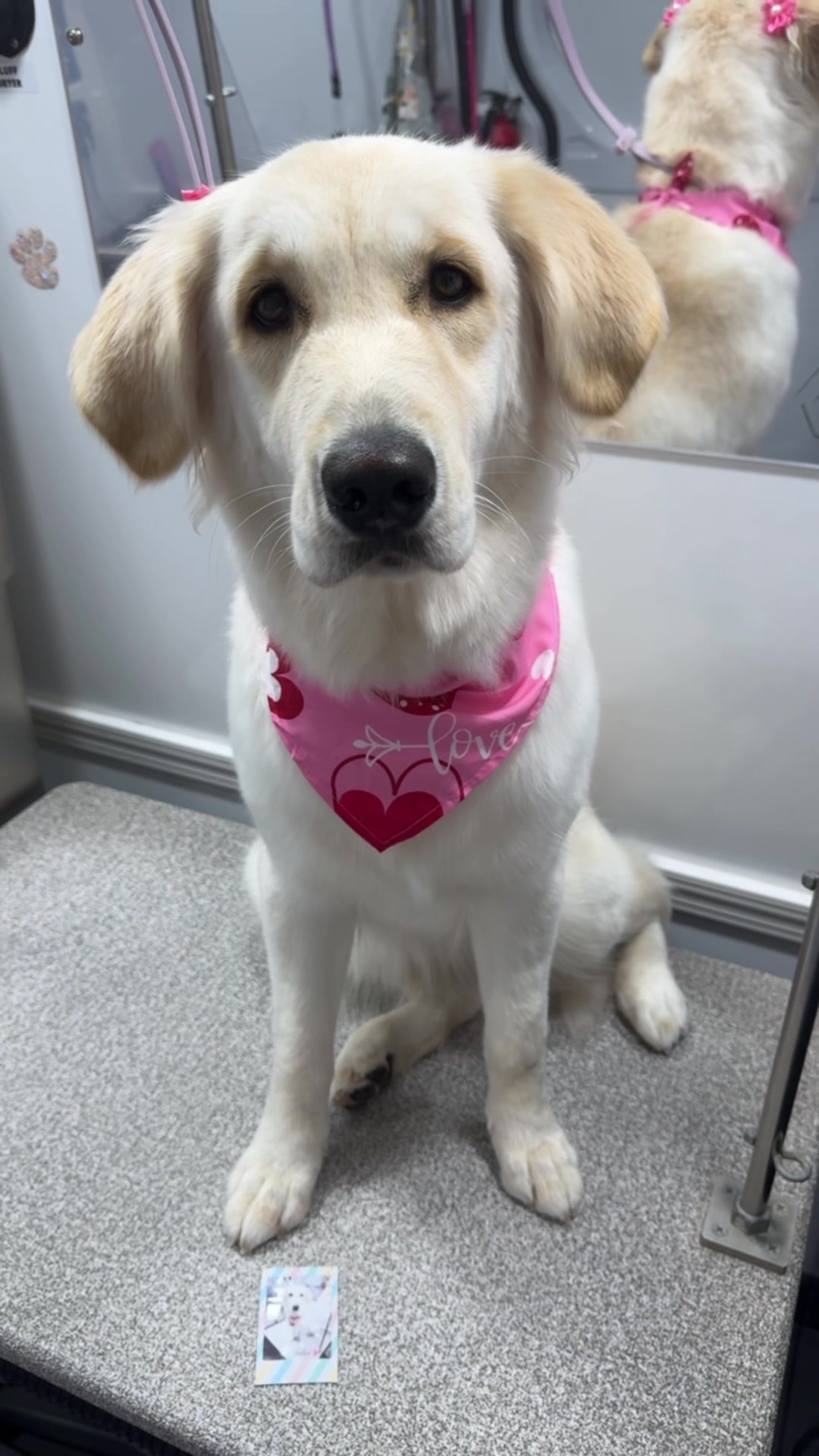 @the_Pawfectionist