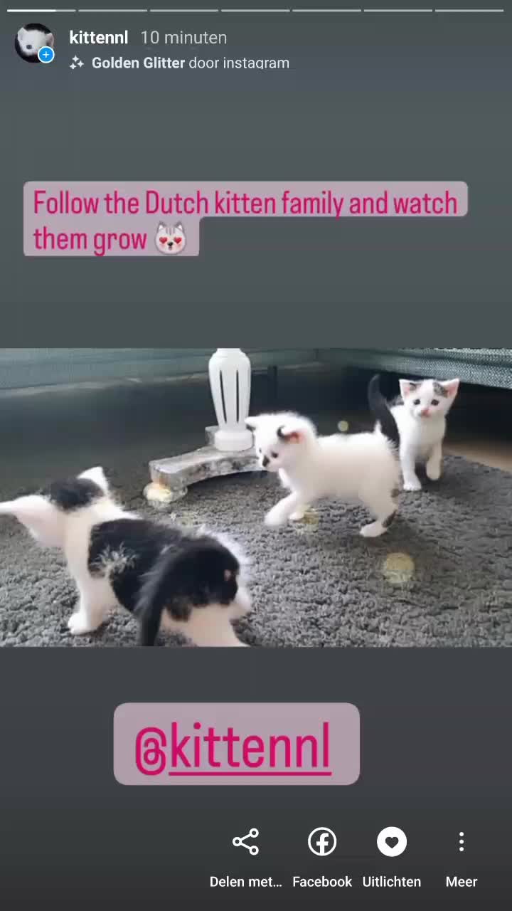 @Dutch Kitten family