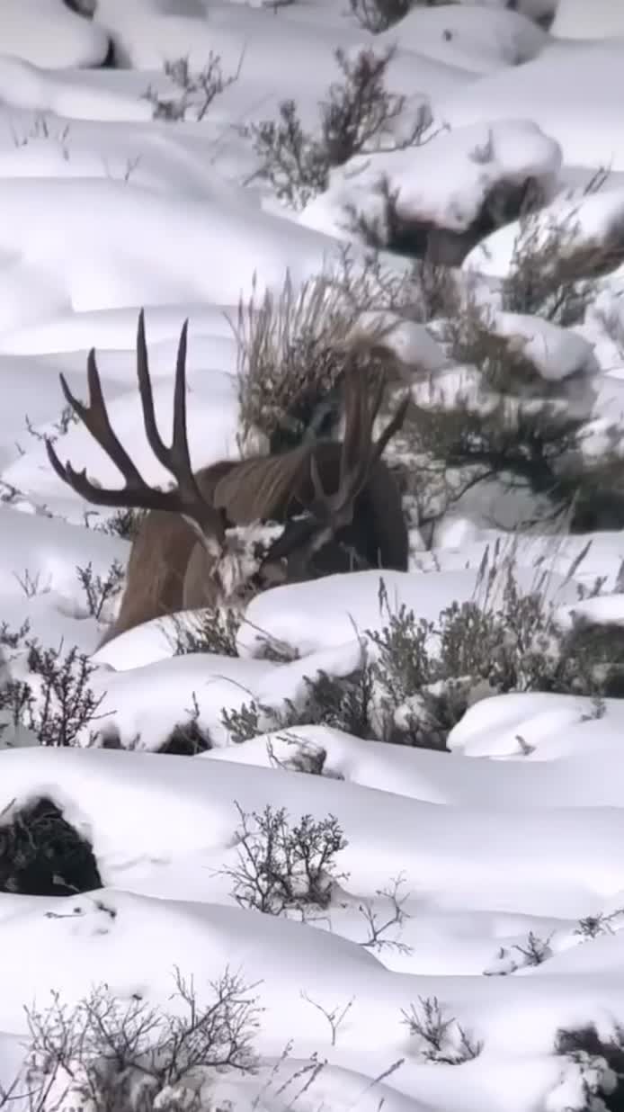 @WildLandTines