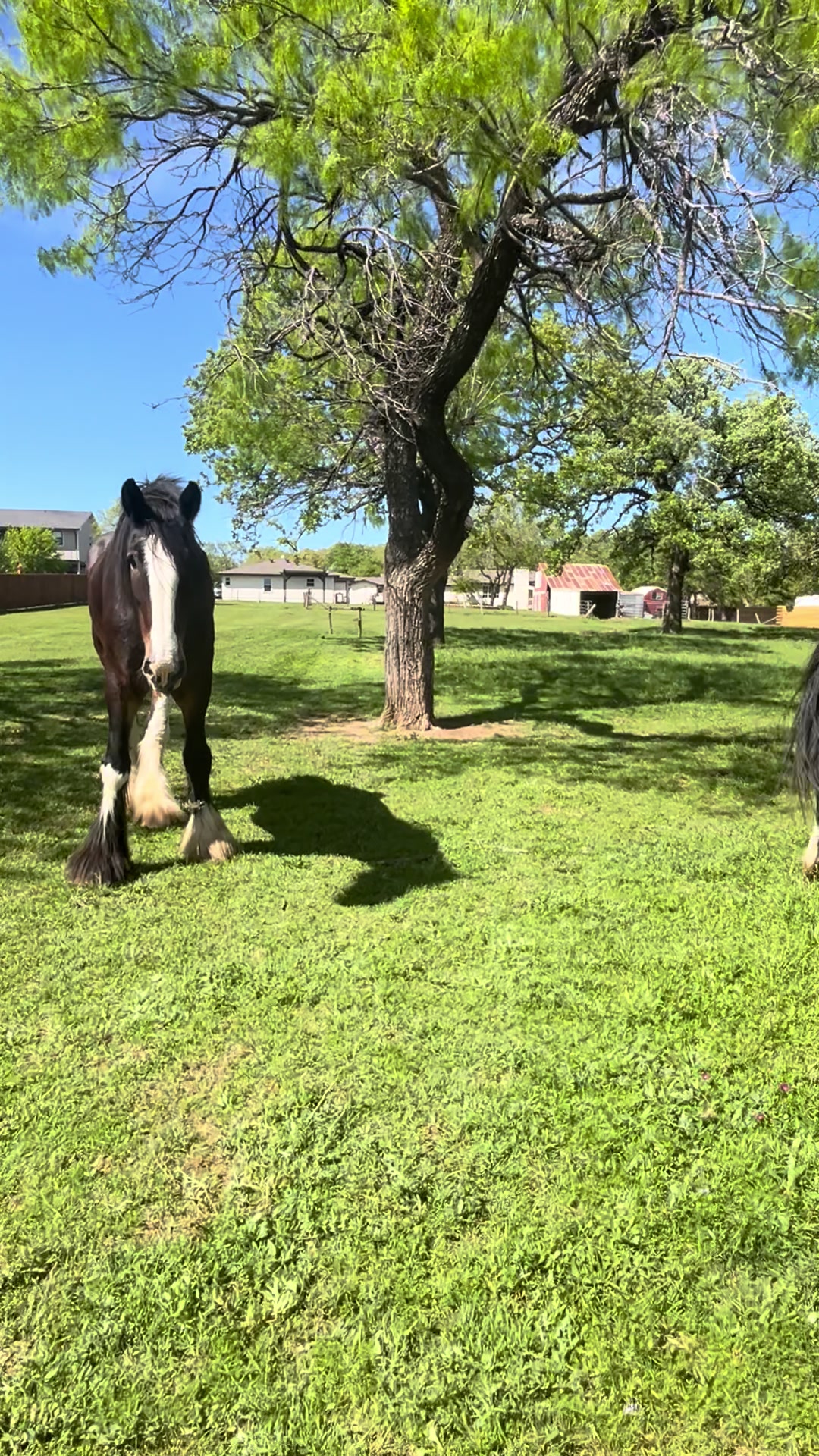 @Winston James The Clydesdale