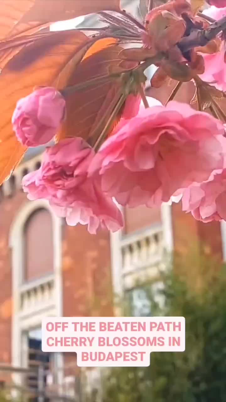 @Budaflakes