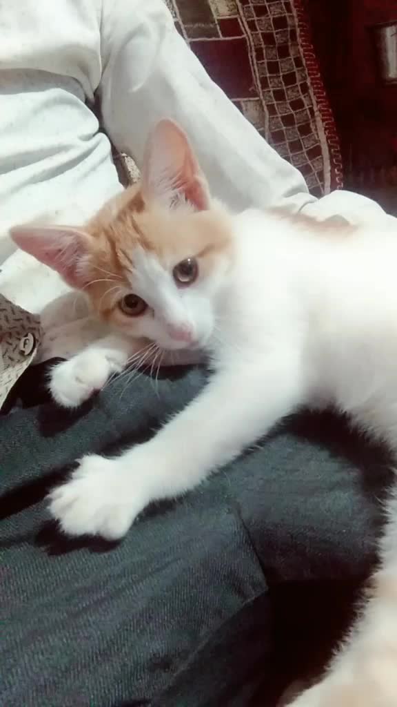 @s . meri . jaan