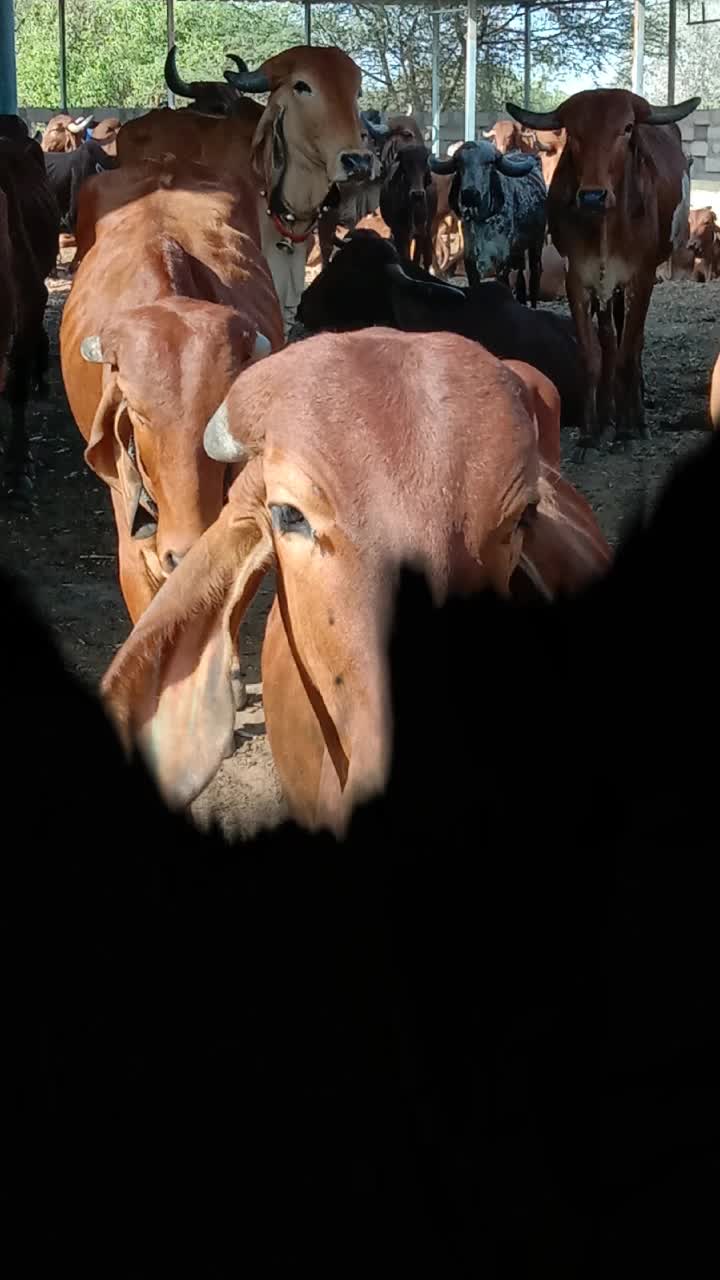 @Divyarajsinh